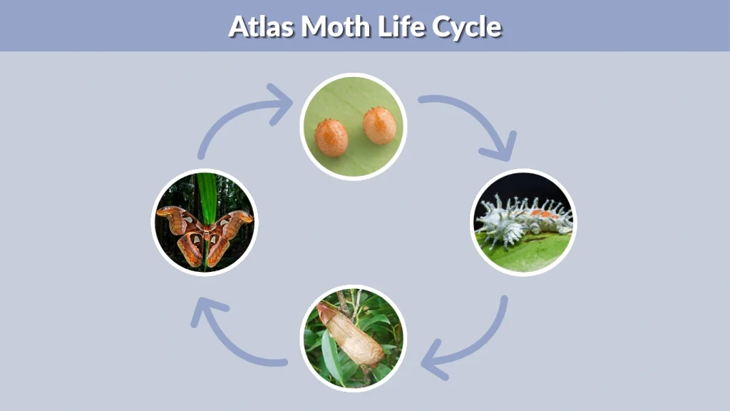 Atlas Moth Life Cycle
