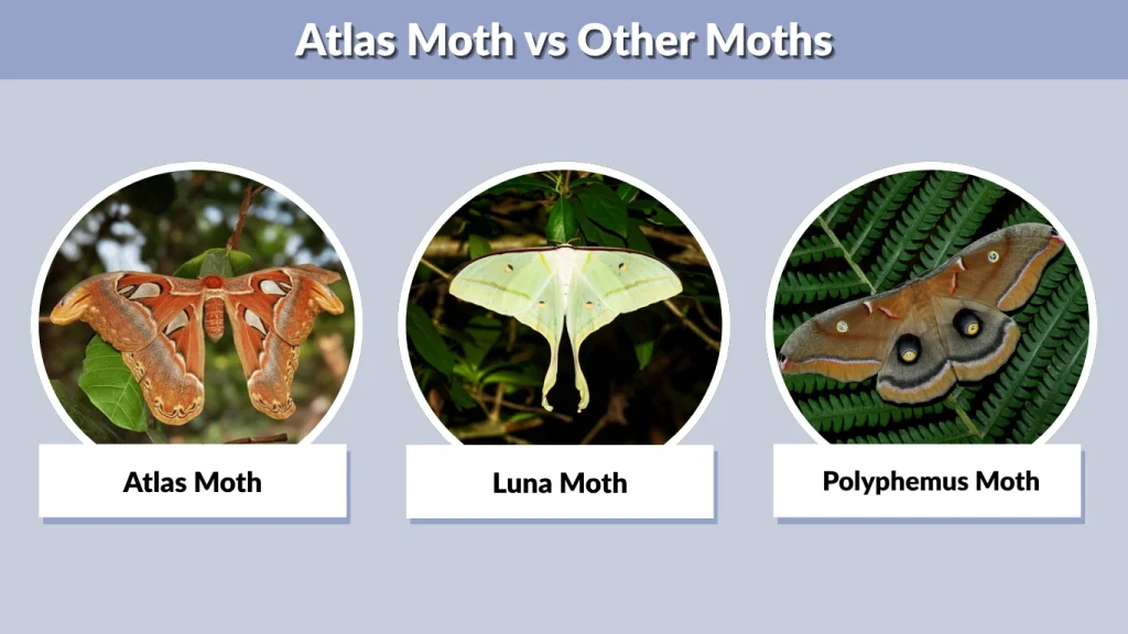 Atlas Moth vs Other Moths