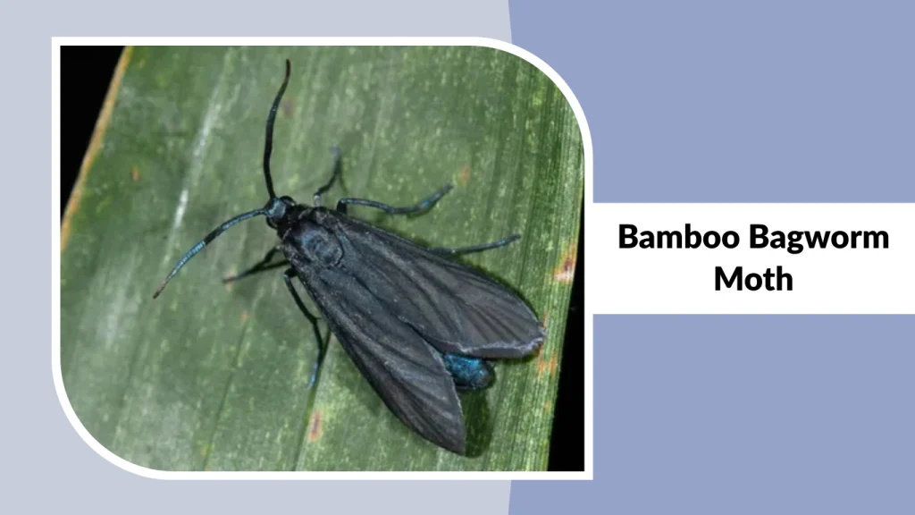 Bamboo Bagworm Moth
