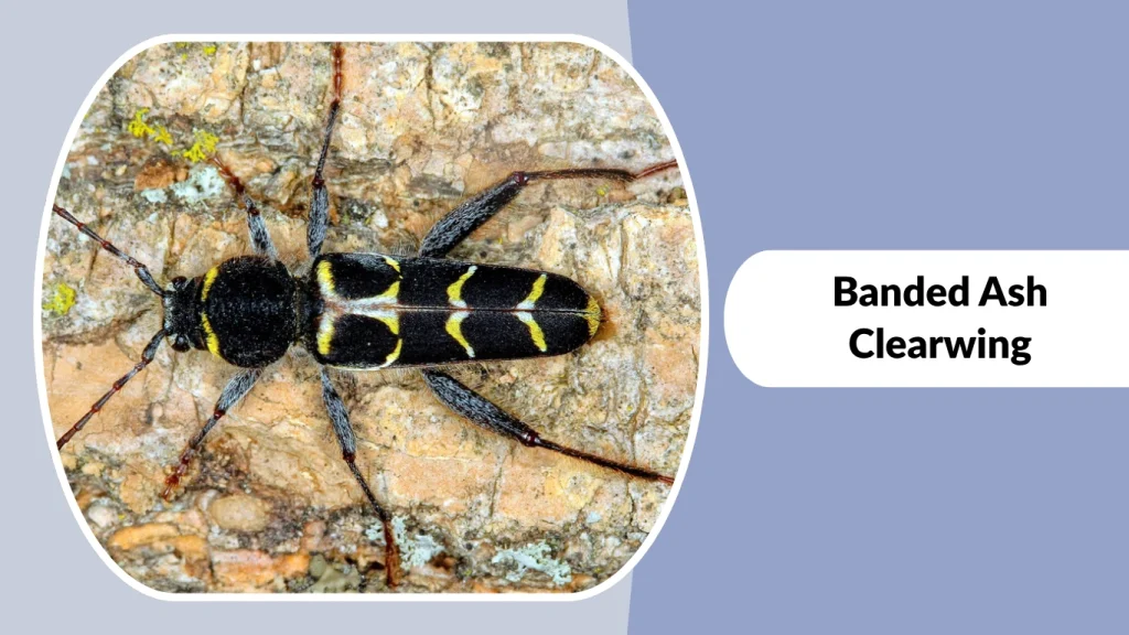 Banded Ash Clearwing