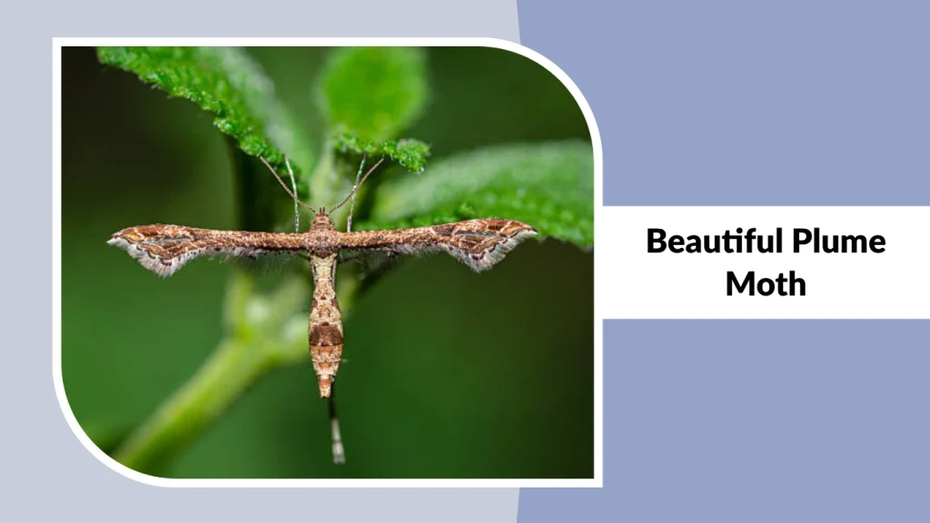 Beautiful Plume Moth