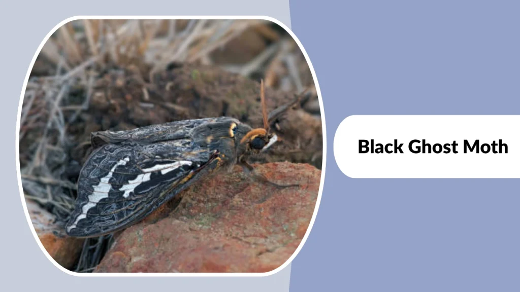 Black Ghost Moth