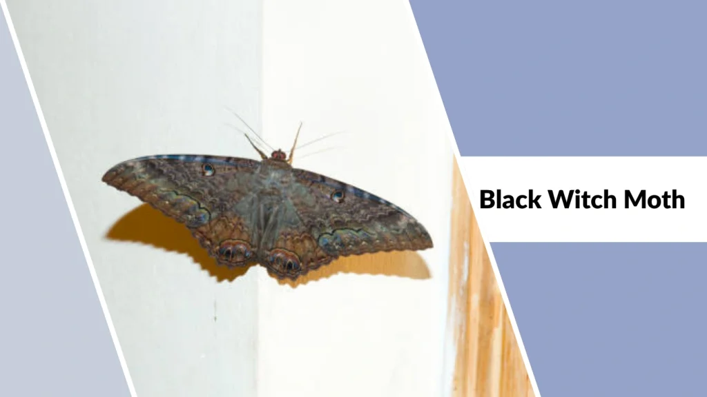 Black Witch Moth