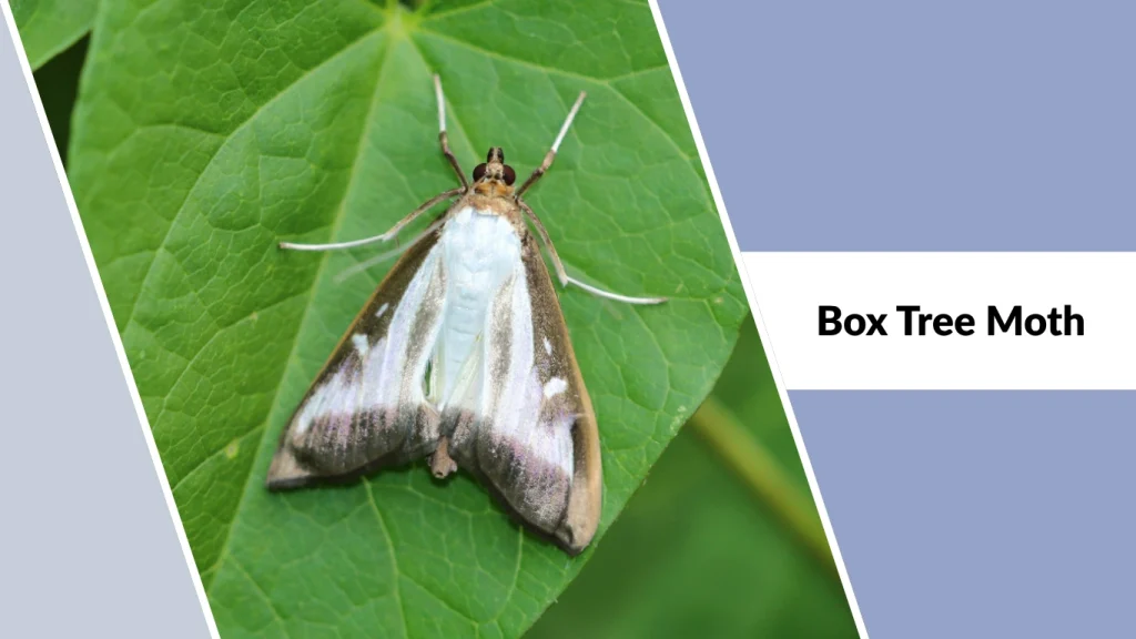 Box Tree Moth