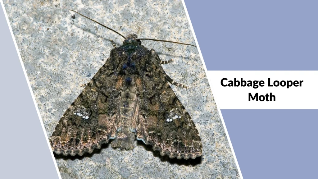 Cabbage Looper Moth