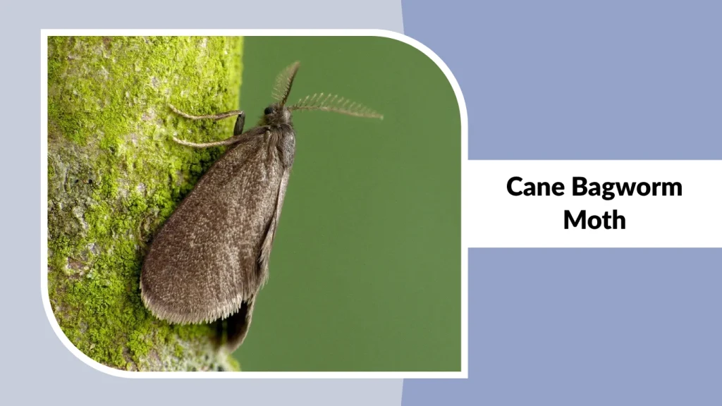 Cane Bagworm Moth