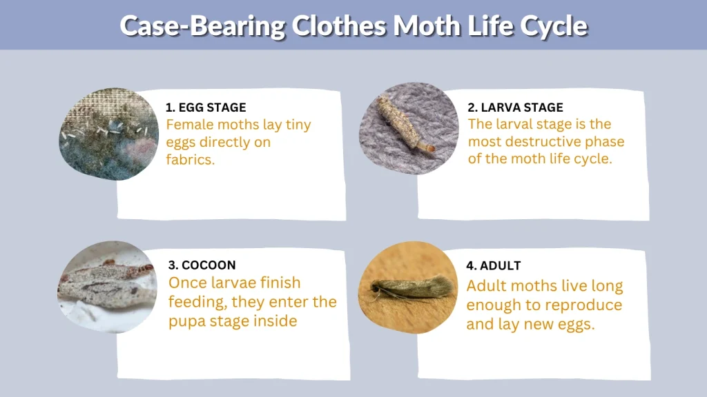 Case-Bearing Clothes Moth Life Cycle