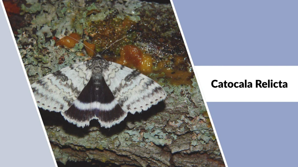 Catocala Relicta