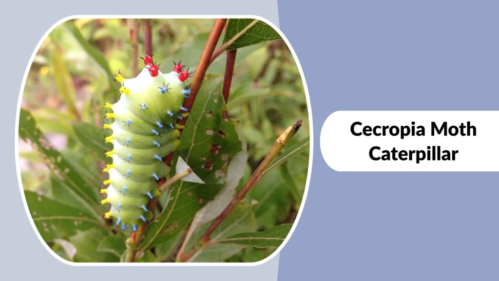 Cecropia Moth Caterpillar