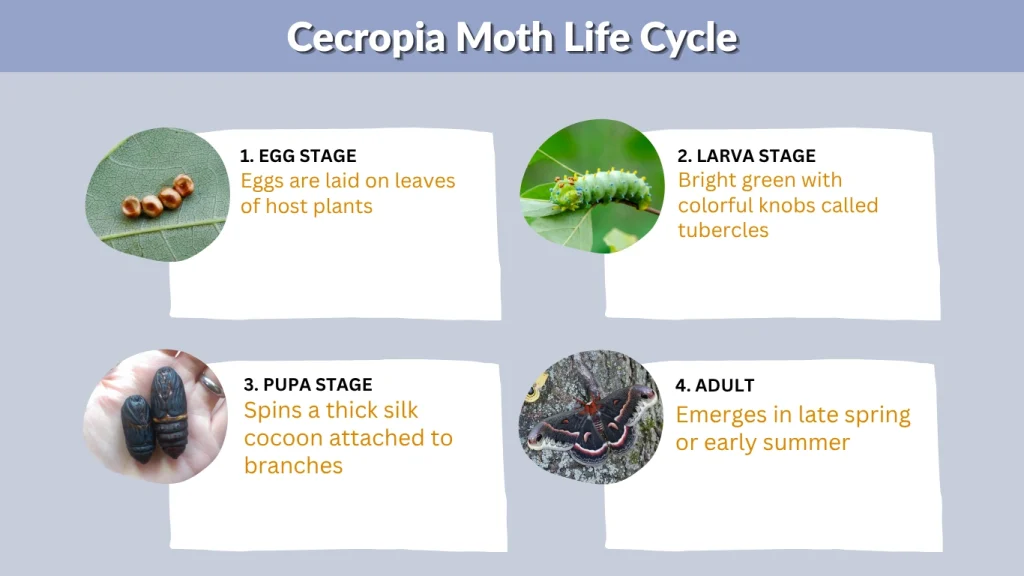 Cecropia Moth Life Cycle