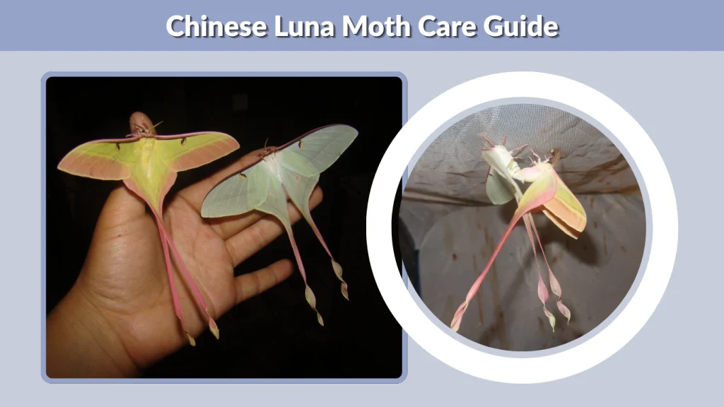 Chinese Luna Moth Care Guide