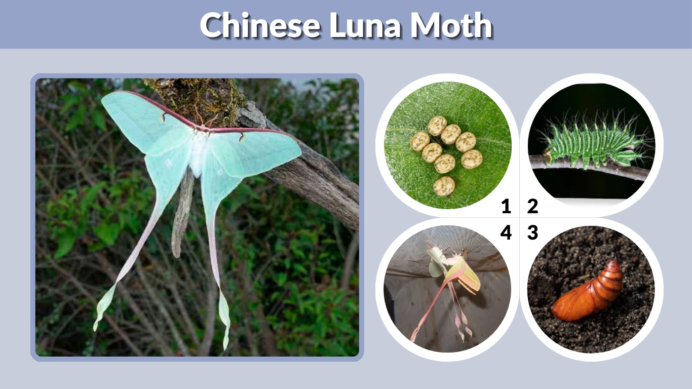Chinese Luna Moth Habitat, Life Cycle, Lifespan and Facts