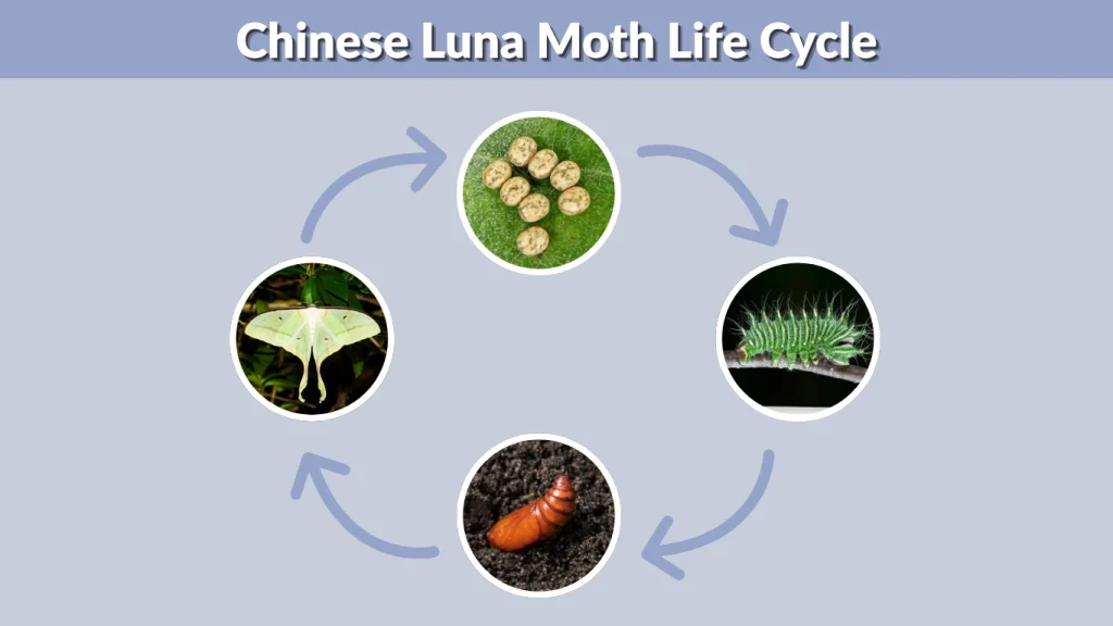 Chinese Luna Moth Life Cycle