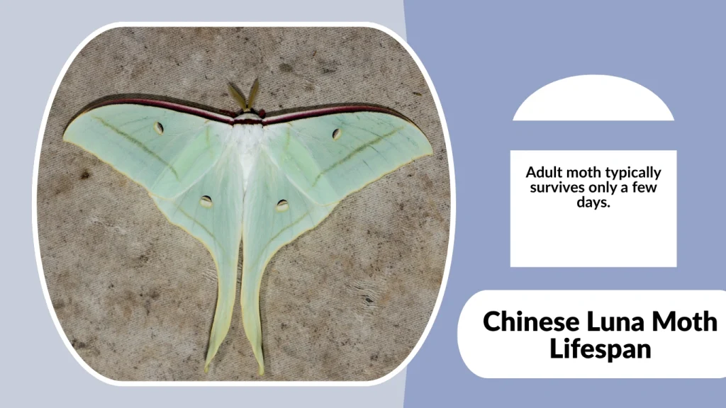 Chinese Luna Moth Lifespan
