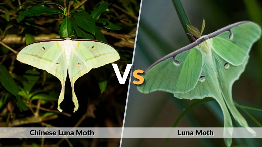 Chinese Luna Moth vs Luna Moth
