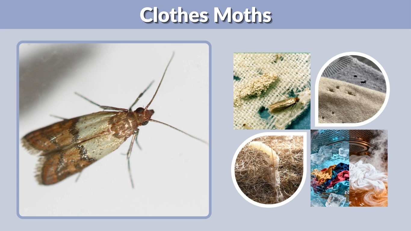 Clothes Moths How to Identify, Prevent, and Get Rid of Them