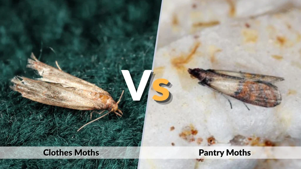 Clothes Moths vs Pantry Moths