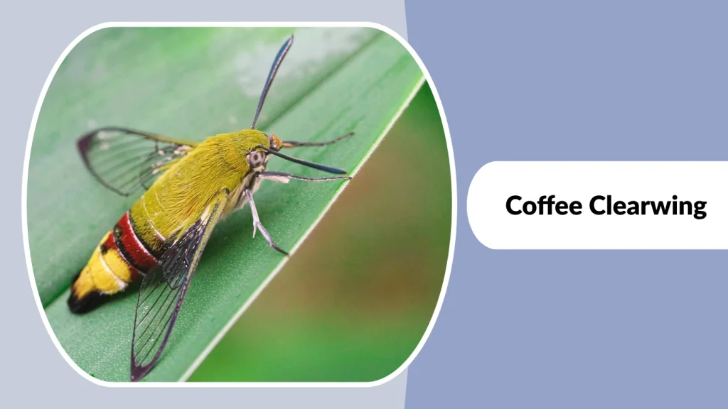Coffee Clearwing