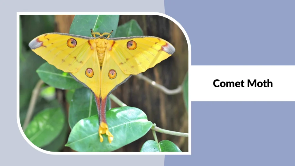 Comet Moth