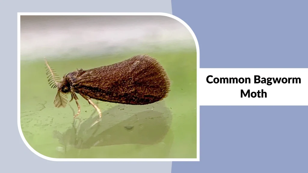 Common Bagworm Moth