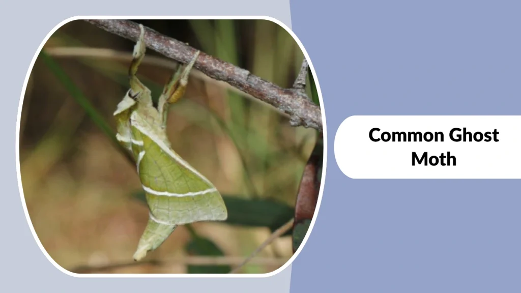 Common Ghost Moth
