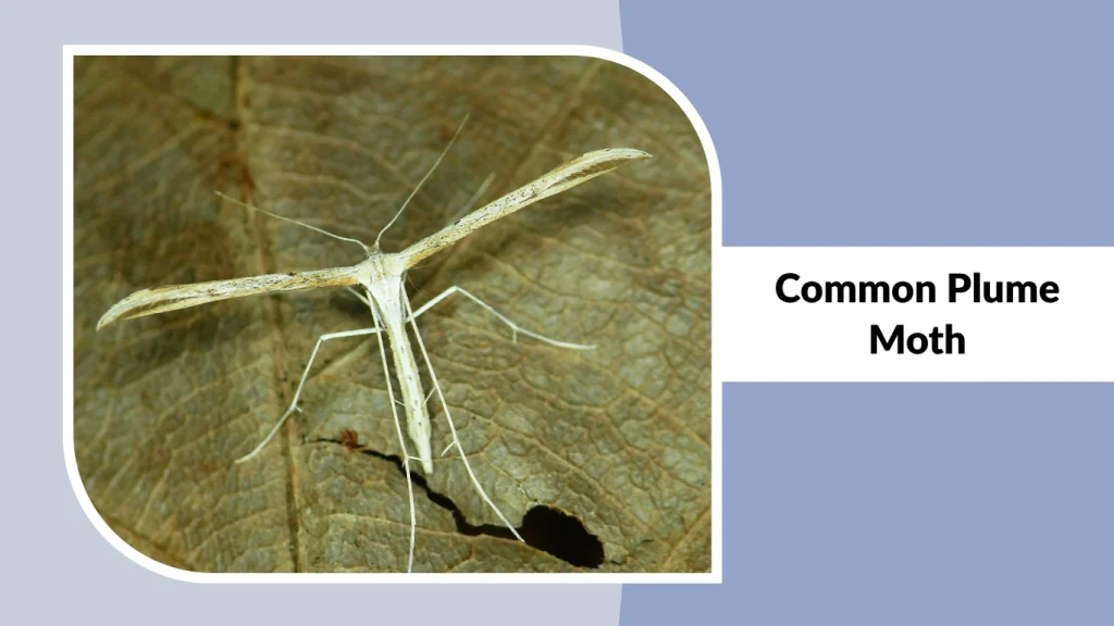 Common Plume Moth