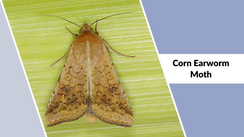 Corn Earworm Moth