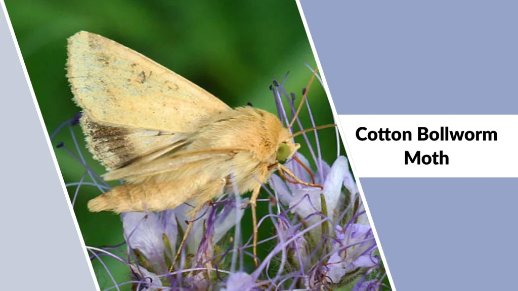 Cotton Bollworm Moth