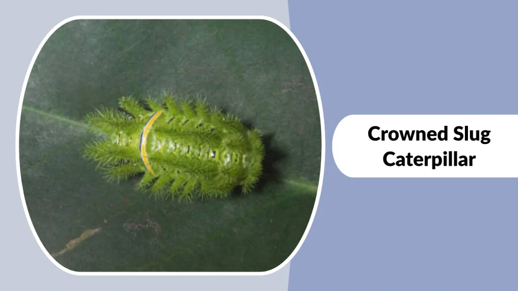 Crowned Slug Caterpillar