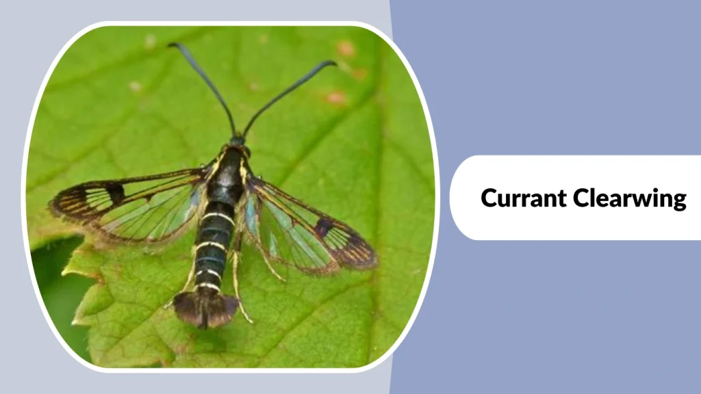 Currant Clearwing