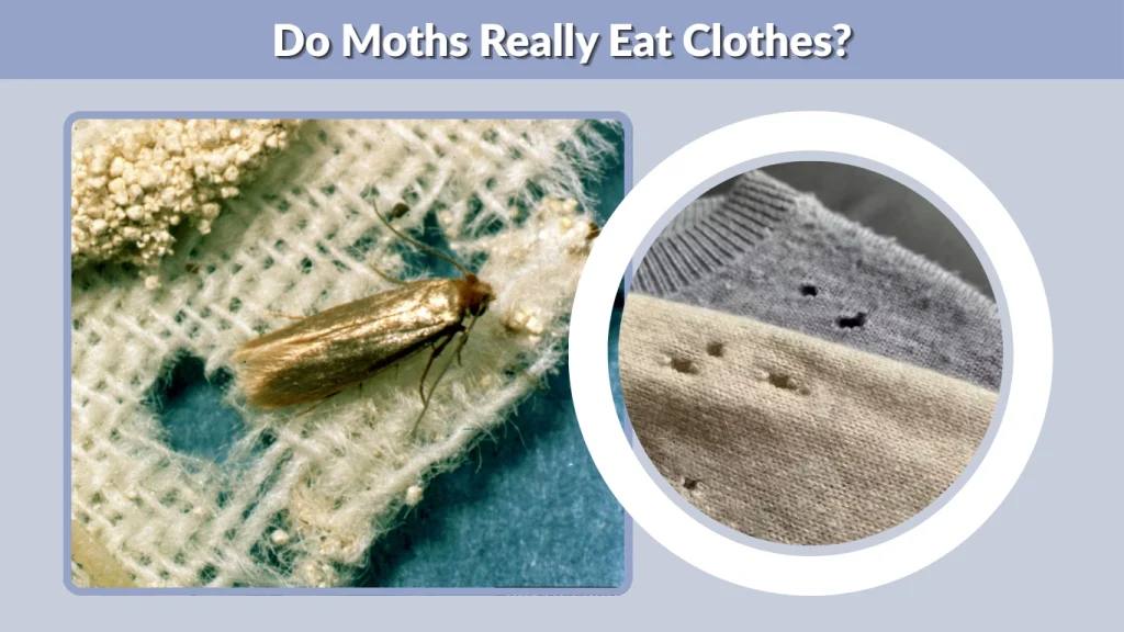 Do Moths Really Eat Clothes?