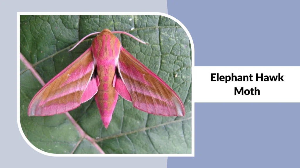 Elephant Hawk Moth