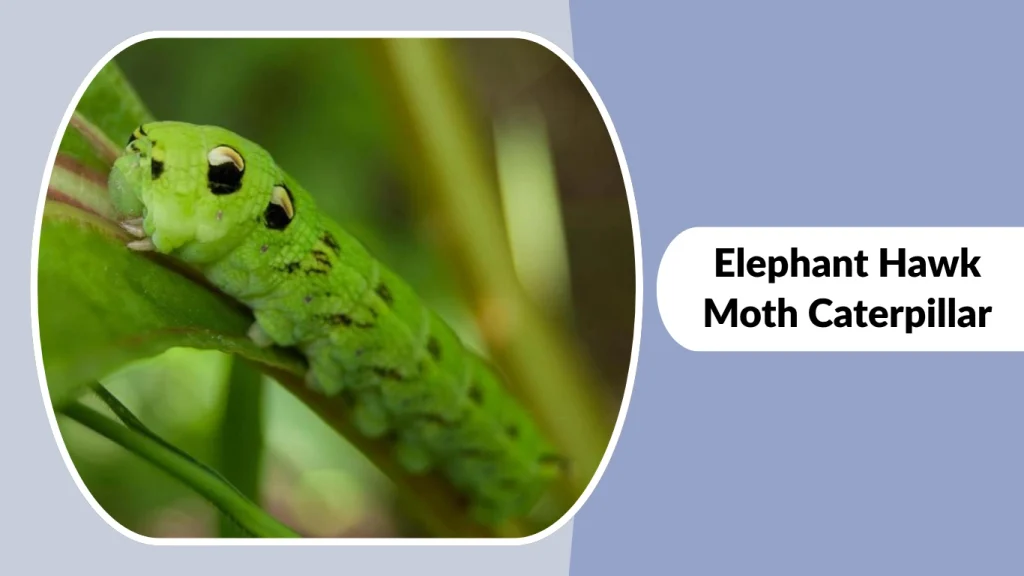 Elephant Hawk Moth Caterpillar
