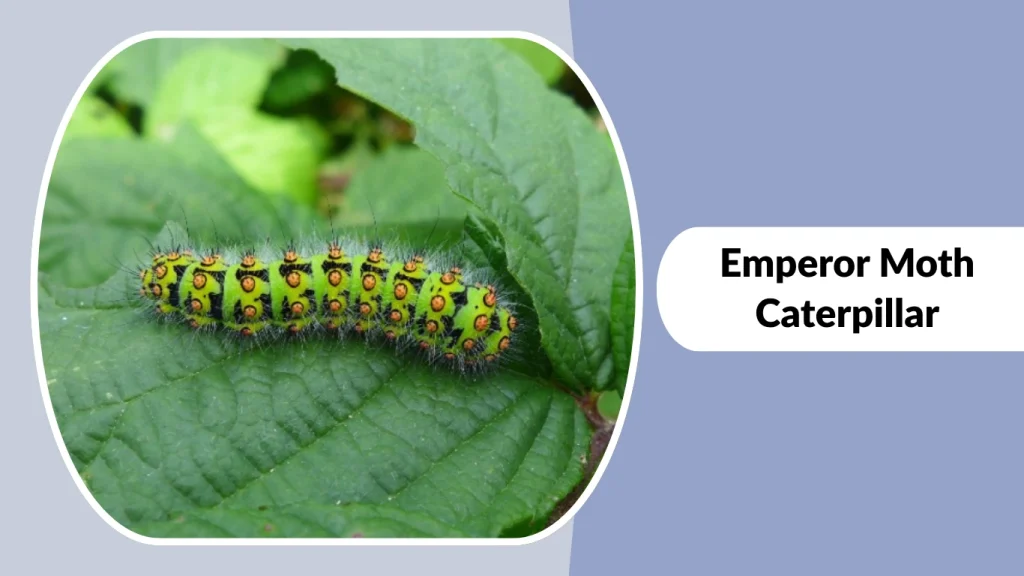 Emperor Moth Caterpillar