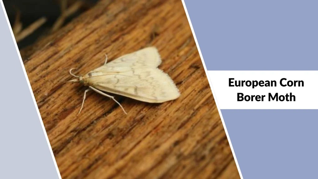 European Corn Borer Moth