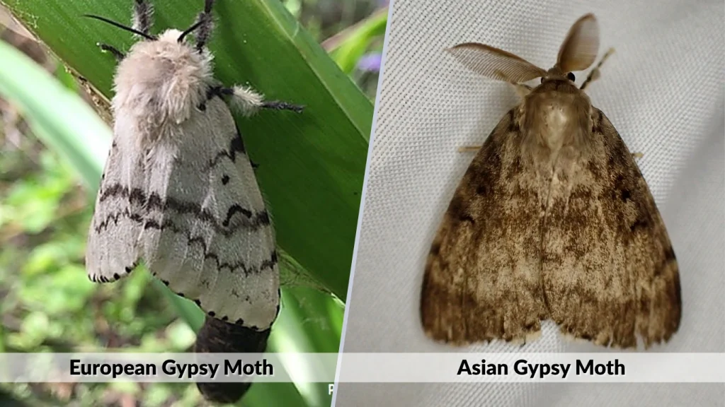 European vs Asian Gypsy Moth