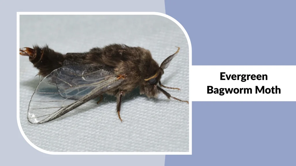Evergreen Bagworm Moth