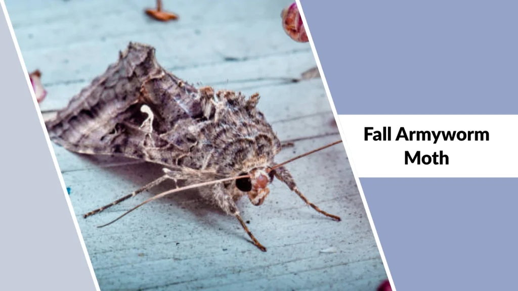 Fall Armyworm Moth