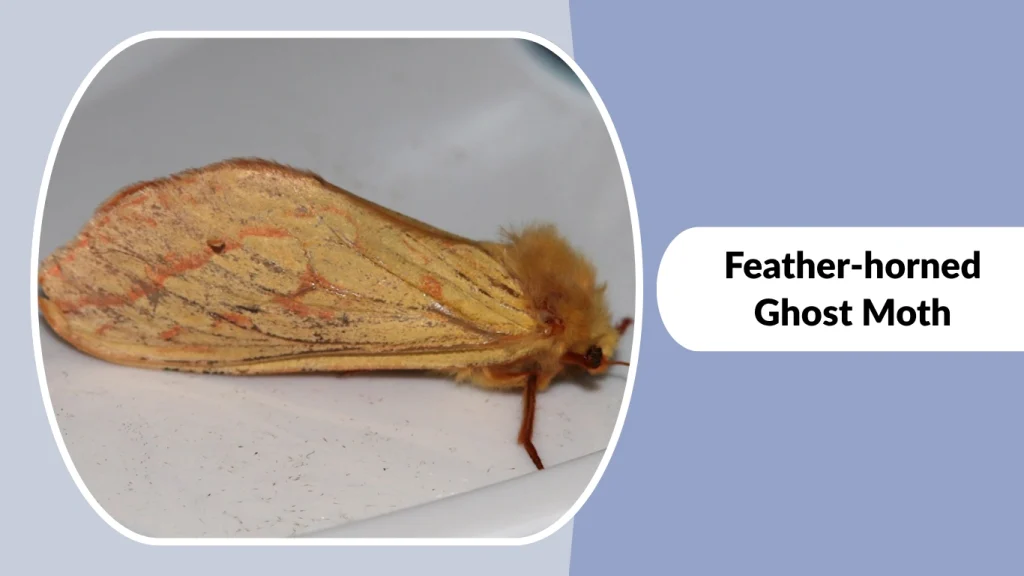 Feather-horned Ghost Moth