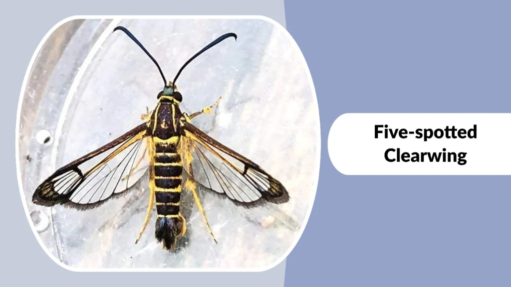 Five-spotted Clearwing