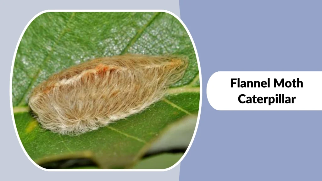 Flannel Moth Caterpillar