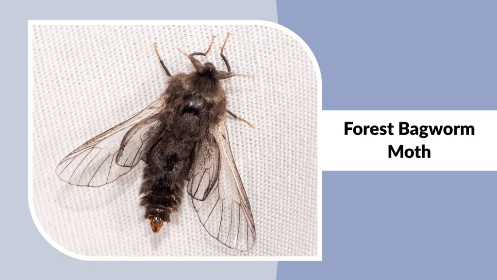 Forest Bagworm Moth