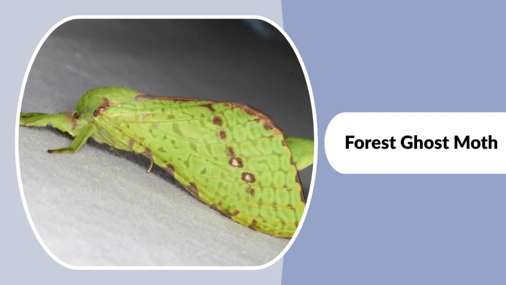 Forest Ghost Moth