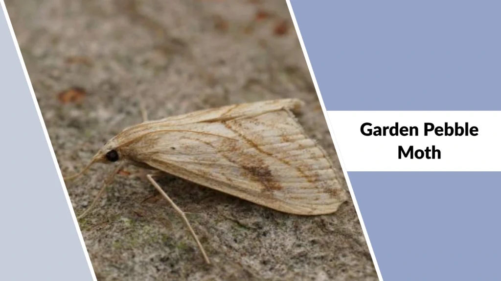 Garden Pebble Moth
