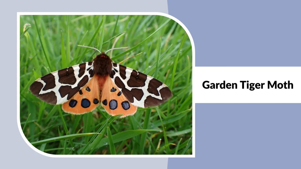 Garden Tiger Moth