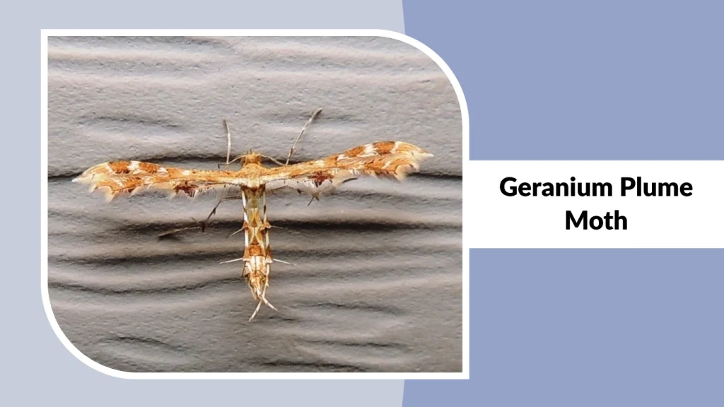 Geranium Plume Moth