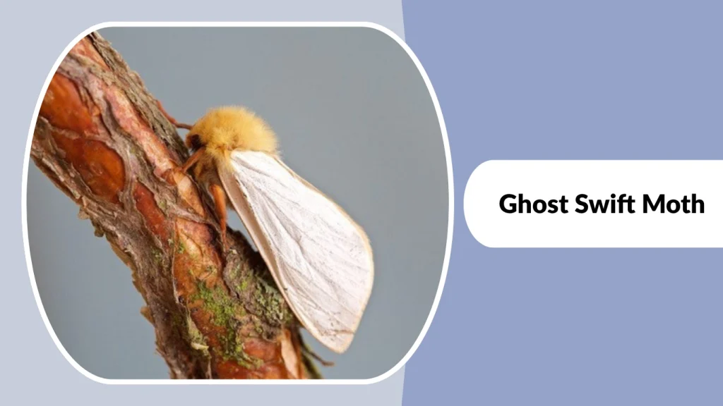 Ghost Swift Moth