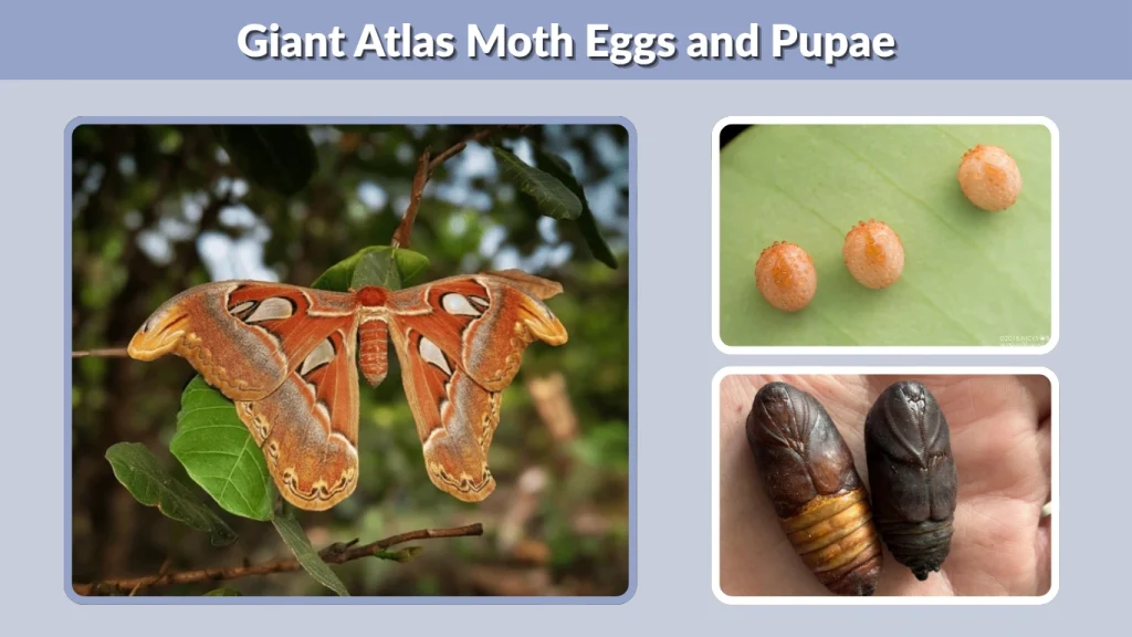 Giant Atlas Moth Eggs and Pupae
