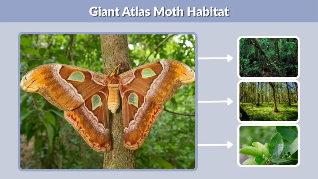 Giant Atlas Moth Habitat