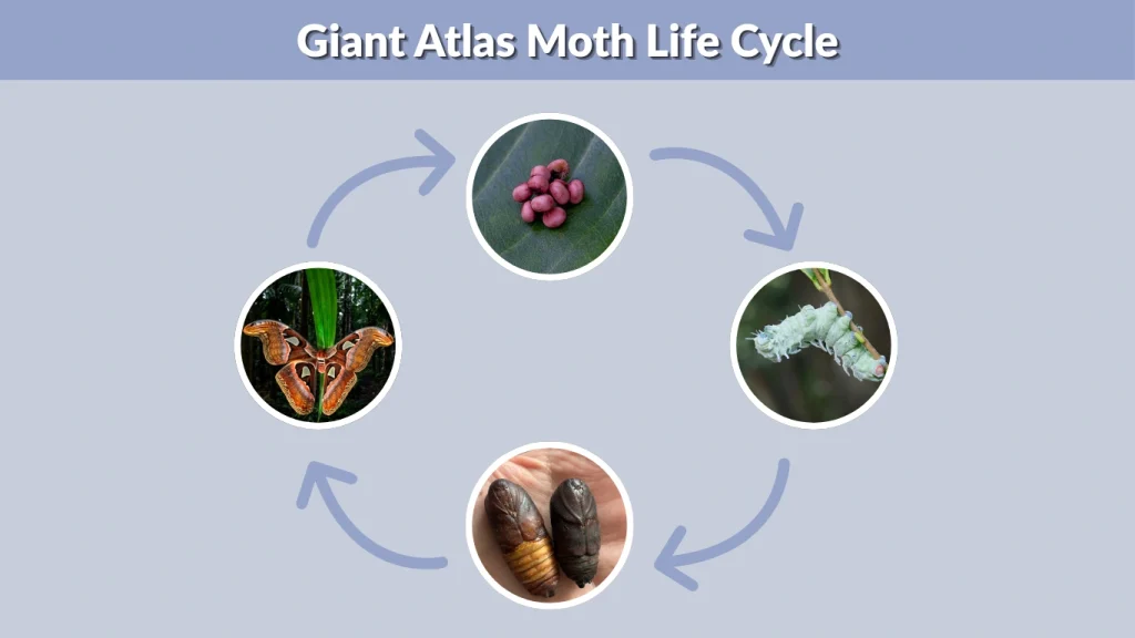 Giant Atlas Moth Life Cycle